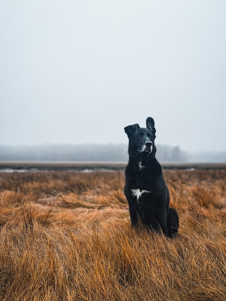 Maicy, a black dog, sitting upright in a foggy marsh of golden grass